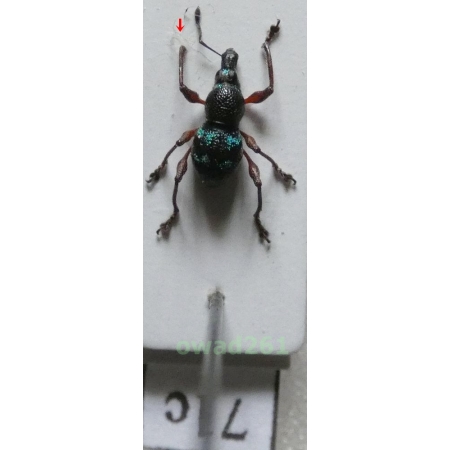 Neopyrgops sp. Heller, 1913 Philippines71c